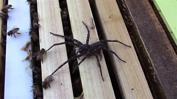 <p>Arı kovanına saldıran dev aç örümcek; bir kaç arıyı öldürmeyi başardı ama...</p>
