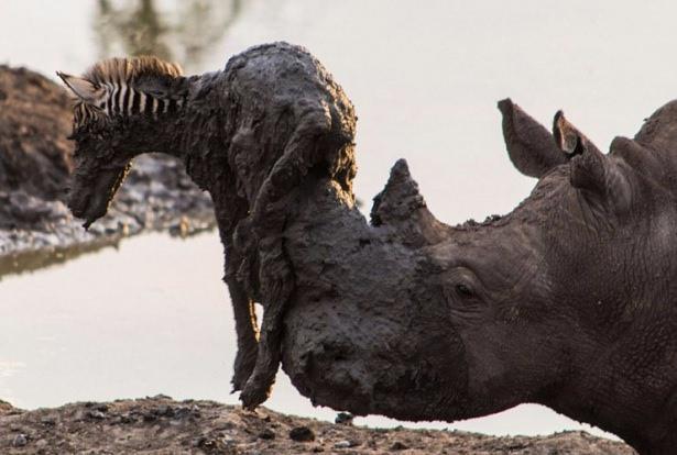 <p>Çamura saplanmış zebra yavrusu kurtarmak isteyen su aygırı zebrayı boynuzlarıyla havaya kaldırarak çamurdan kurtarıyor fakat...</p>

<p> </p>
