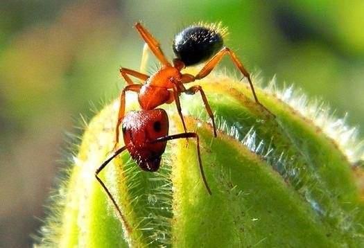 <p>Bir karıncanın koku alma yeteneği en az bir kopeğinki kadar gelişmiştir.</p>

<p> </p>

