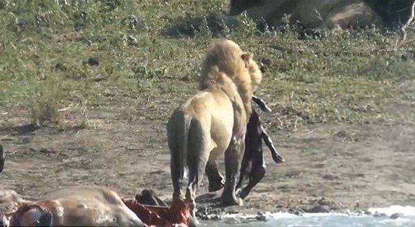 <p>Parkta safariye gelen turistler dehşet verici bir manzaraya şahitlik etti.</p>

<p> </p>
