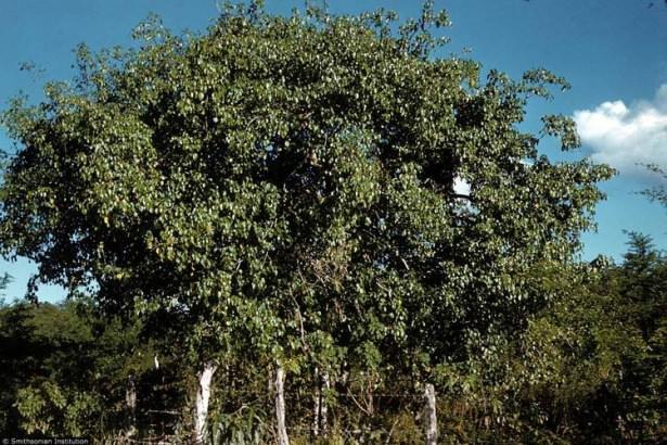<p>En ufak bir dokunuşla bile deri &uuml;zerinde yanıklar oluşturacak kadar g&uuml;&ccedil;l&uuml; etkiye sahip...</p>
