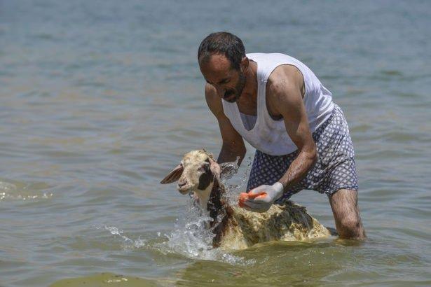 <p>Sahipleri tarafından teker teker sabunlanarak yıkanan koyunlar, kuruduktan sonra y&uuml;nleri kırpılıp yeniden yaylara &ccedil;ıkartılıyor.</p>
