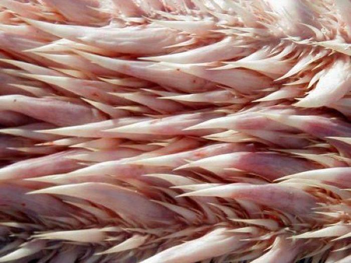 <p>2 metreye ulaşabilen boyu ve 600 kilograma varabilen ağırlığıyla, yaşayan en büyük deniz kaplumbağasıdır.</p>
<p> </p>
