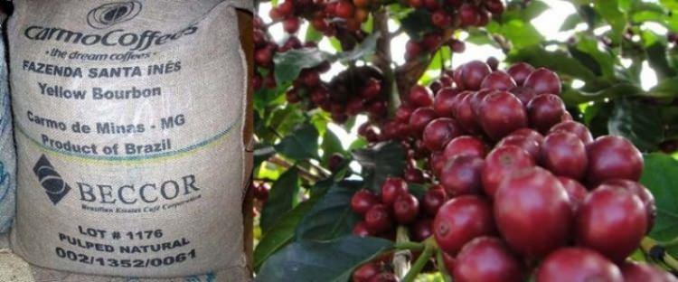 <p>5- 5. Fazenda Santa Ines -Brazil</p>
<p>Kilo başına yaklaşık 110 dolar fiyatıyla Fazenda Santa Ines kahvesi, kıyı bölgelerde yetişen ürünlerinden biridir. Bu kahve özellikle Brezilya Minas Gerais’de, 100 yıldır aynı aile tarafından işleniyor. Fazenda Santa Ines Çiftlikleri’nde yetiştirilen kahvenin tadı ise aromatik çilek ve karamel karışımıdır. Dünyanın en pahalı kahve sıralamasında ise 5. sırayı almıştır.</p>