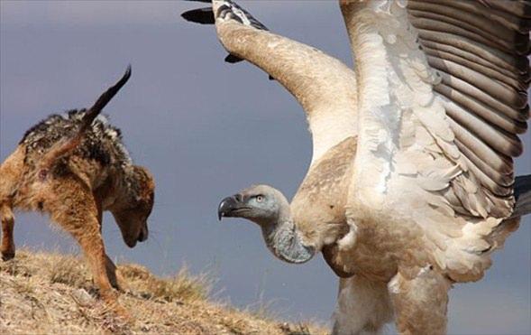 <p>Bu kareler Güney Afrika’nın Drakensburg Milli Parkı'ında çekildi.  Gagasını korkusuzca çakalın burnunun dibine kadar uzatan akbaba kaybeden taraf oldu.</p>

<p> </p>
