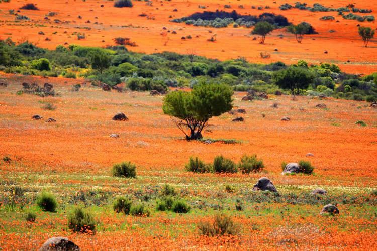 <p>Namaqualand</p>

<p> </p>
