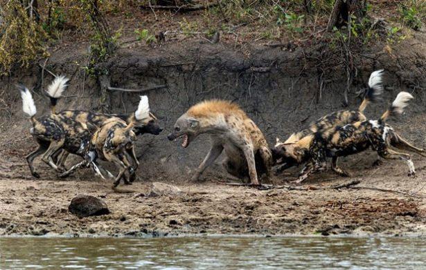 <div>Görüntüler Güney Afrika'da Sabi Sand Rezervi'nde kayda alındı.</div>
<div> </div>