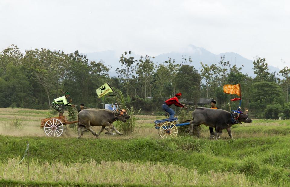 <p>Endonezya'da Bali Jembrana'da yapılan buffalo yarışları oldukça renkli geçiyor. </p>
