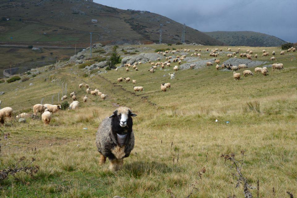 <p>Yayla sakinlerinden İpek Şimşek, havaların soğuduğunu ve bu nedenle yakacak odun ile tüketilecek yiyecekleri temin etme gayretinde olduklarına işaret etti.</p>
