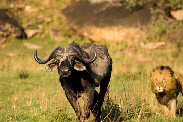 <p>Serengeti'de kameralara takılan vahşi hayvanlar nefes kesen kovalamacaya imza attı.</p>
