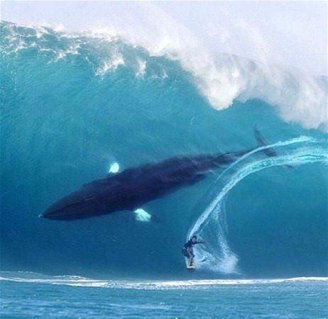 <p>Dalganın üstünde bir sörfçü, dalganın içinde ise dev bir balina... </p>

<p> </p>
