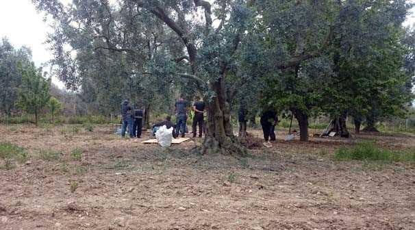 <p><span style="color:#D3D3D3">Hisardere köyü yolu Kayaarkası mevkisindeki Hatice Süren'e ait zeytinlik, tamamen lahit mezarlar ile kaplı.</span></p>