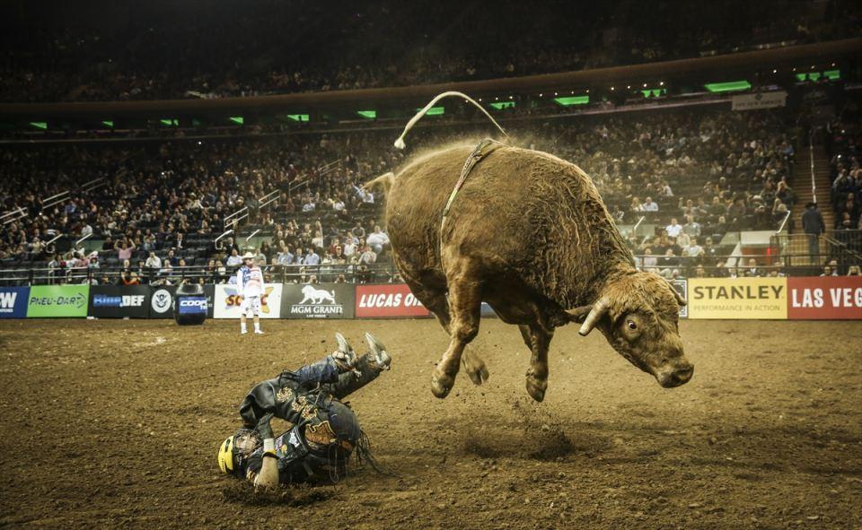 <p>Amerika'nın önde gelen rodeocularını bir araya getiren Profesyonel Boğa Binicileri (PBR) liginin New York ayağı Madison Square Garden'da yapıldı.</p>
