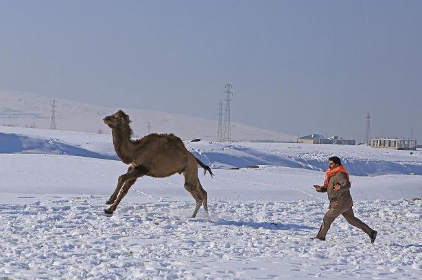 <p>Yüksek rakım, temiz hava ve karla kaplı arazilerde eğitim imkanı bulmaları nedeniyle İzmir'den Van'a getirilen güreş develeri, yazın 2200 rakımlı Keşiş Yaylası'nda kış mevsiminde ise Karşıyaka Mahallesi'nin üst kesimlerinde eğitiliyor.</p>
