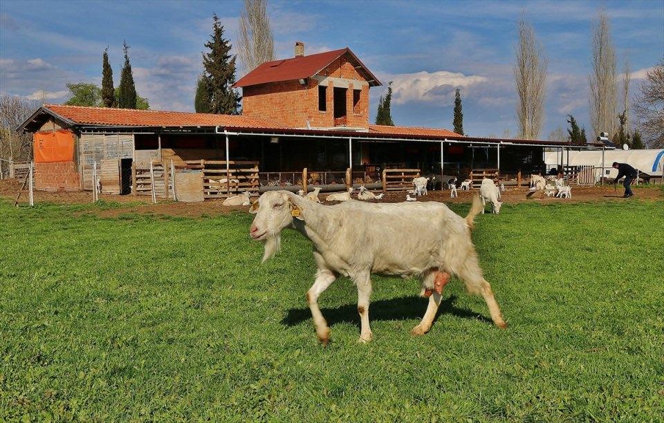 <p>Yılda 750 ton süt, 12 ton peynir üreten genç girişimciler, bu işi yapmak isteyenlerle deneyimlerini paylaşabileceklerini söylüyor.</p>
<p> </p>