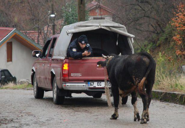 <p>Zonguldak'ta sahibinin kesime götürdüğü sırada kamyonetten ormanlık alana kaçan boğa daha sonra çıktığı ana yolda uyuşturucu iğne yardımıyla yakalandı.</p>
