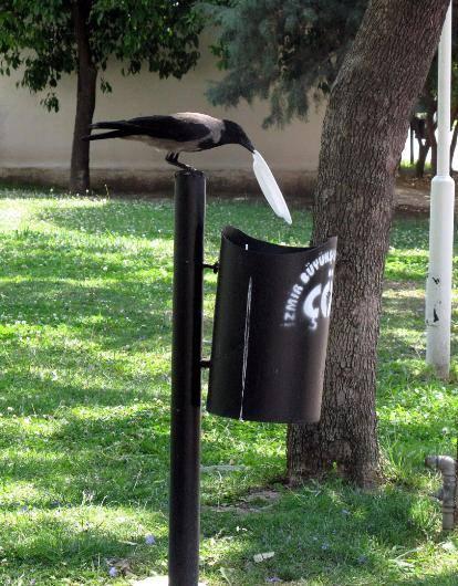 <p>Gagasıyla kenarından tabağı kavrayan karga, yakındaki çöp kutusuna attı.</p>

<p> </p>
