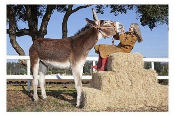 <p>Garip özellikleri Guinness Rekorlar Kitabına girmelerini sağladı. Sahip oldukları ilginç özellikler görenleri şaşırtıyor. Dünyanın en büyük eşeği tam 173cmn uzunluğunda.</p>

<p> </p>
