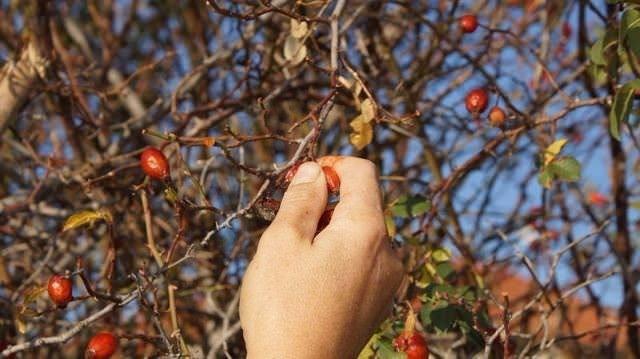 <p>Marmeladını mutlaka şekersiz yapın.</p>
