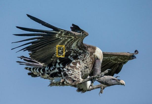 <p>Bir benekli akbaba, Serengeti'deki leş partisine katılmak üzere uçarak geliyor. Yetişkin benekli akbabanın kanat açıklığı 2,4 metreye kadar çıkıyor. Deniz seviyesinden 3600 metrede ve daha yüksekteki sıcak hava akımlarında uçan benekli akbaba, tek bir yolculukta dört Afrika ülkesinde birden karnını doyurabiliyor. Doğu Afrika'nın dominant türleri olan ak sırtlı ve benekli, günde 160 kilometreyi geçkin yol kat edebiliyor.</p>
<p> </p>