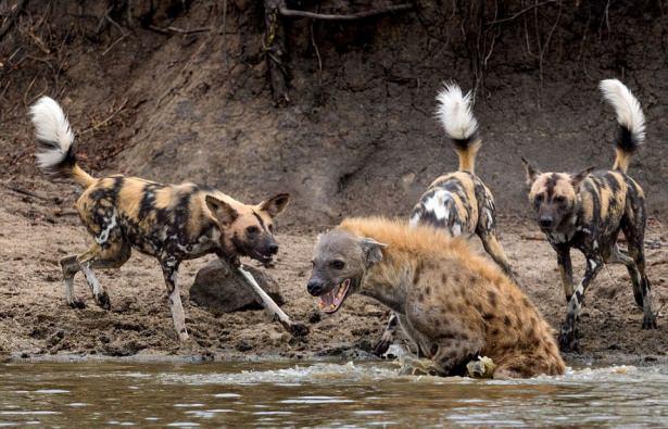 <p>Afrika'nın vahşi köpekleri bu kez sırtlanı hedef aldı.</p>

<p> </p>
