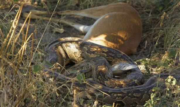<p>24 saat süren bu yutuş, safariye çıkanlar tarafından görüntülendi.</p>

<p> </p>
