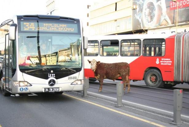 <p>Küçükçekmece'de sahibinin elinden kaçan angus cinsi kurbanlık boğa, yaklaşık 4,5 saat süren kovalamacanın ardından yakalandı. </p>
