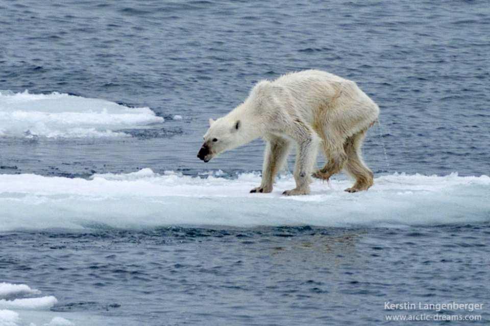 <p>Vahşi doğa fotoğrafçısı Kerstin Langenberger’in kişisel Facebook hesabından küresel ısınmayı eleştirerek paylaştığı kutup ayısı fotoğrafı görenleri hayrete düşürdü. Fotoğraftaki aşırı kilo kaybettiği görülen kutup ayısı sosyal medyanın en çok konuşulanları arasına girdi. Küresel ısınmadan en fazla etkilenen canlılardan biri olan kutup ayıları için endişelenmesi nedeniyle Norveç’in Svalbard adasında çektiği fotoğrafı paylaşan Langenberger, buzulların gün geçtikçe eridiğini aktardı ve şu ifadeleri kullandı:</p>

<p> </p>

<p> </p>
