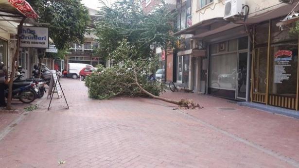 <p><strong>Manisa</strong></p>
