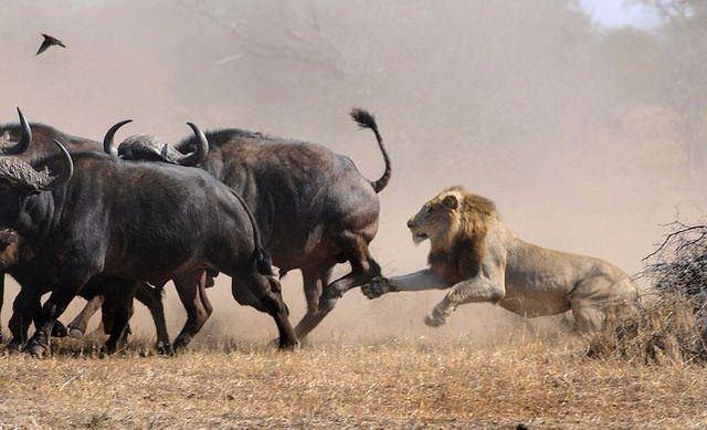 <p>Pusuda bekleyen ve saldırıya hazırlanan aslanlar sürüdeki yavru buffalonun üzerine çullandı.</p>
