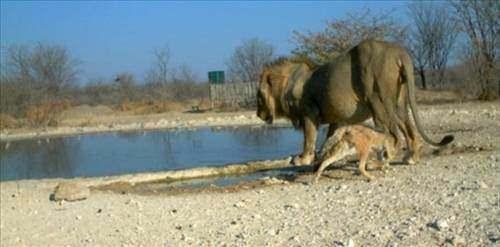 <p>Su içmek için bir birikintiye uzanan aslan geri kalktığında kazayla etrafında dolaşan çakalın üstüne oturdu.</p>
<p> </p>