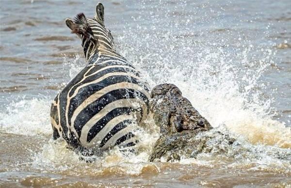 <p>Timsah tarafından yakalanan zebra, av olmak yerine timsaha direndi ve elinden kurtulmayı başardı.</p>
<p> </p>