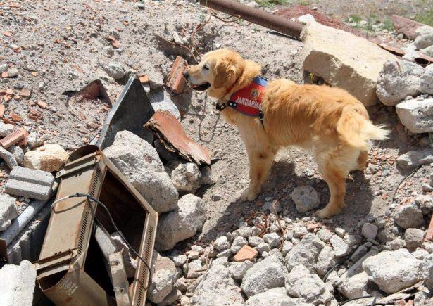 <p>Sonrasında branş için seçilen köpekler ile Köpek Sorumlusu olmaya hak kazanan Jandarma personeline 8 ila 20 hafta arasında değişen sürelerde branş eğitimi uzman personelce veriliyor ve eğitimlerini tamamlayan personel ile birlikte köpekler görev yapacakları birliklere gönderiliyor.</p>
