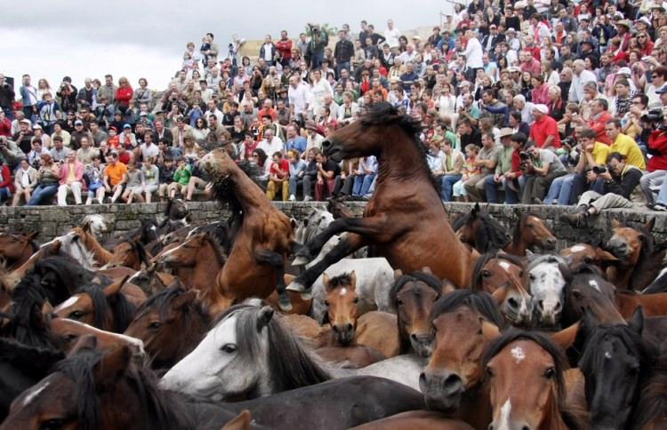 <p>İspanya'da 1200 yıldır geleneksel olarak düzenlenen "Rapa das Bestas" yani "Canavarları Yakalama" festivali, bu yıl da ilginç görüntülere sahne oldu.</p>
