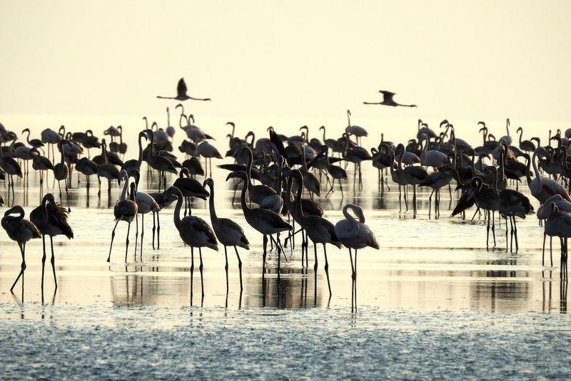 <p>Tuz Gölü, binlerce yetişkin ve yavru flamingonun görsel şölenine ev sahipliği yapıyor. Akdeniz Havzası içinde en büyük flamingo kolonisine ev sahipliği yapan Tuz Gölü'nde bu yıl binlerce yavru flamingo kuluçkadan çıktı. </p>

