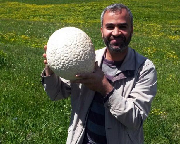 <p>Mantar belki de yenilebilirdi fakat biz zehirli olamayacağına emin olamadığımız için mantarı almadık. Ancak arkadaşlarımızla birlikte Sütey Yaylası'nda zehirli olmayan normal dağ mantarlarından topladık."</p>
