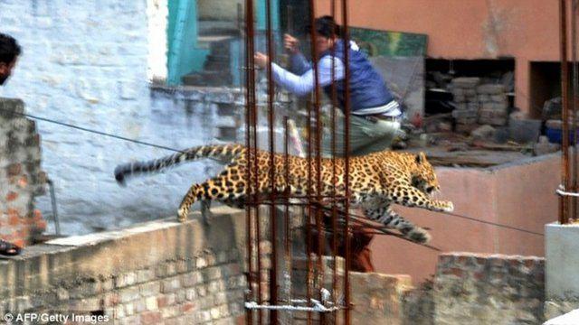 <p><strong>Leopar dehşeti</strong></p>
<p>Hindistan’ın Uttar Pradeş bölgesinde bir hastaneye giren leopar, 12 saat boyunca hastanedekilere korkulu anlar yaşattı. Uzun uğraşlar sonucu hastaneden çıkarılan leopar, 1 polis memurunu ise yaraladı.</p>