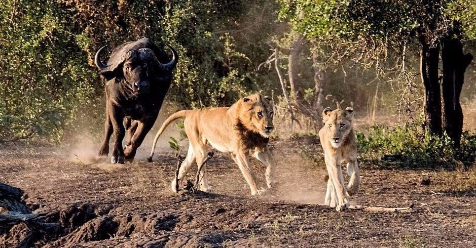 <p>Avlanırken büyük ve genç bir buffalo sürüsünün ortasına düşen iki aslan, peşinde sürünün akıncı kuvvetleri, bu defa bölgeyi bir an önce terk etmek için tüm gücünü harcadı.</p>
<p> </p>