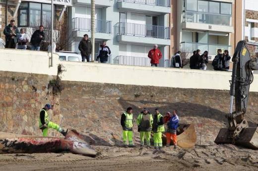 Balinanın görevliler tarafından yüzülen derisi, vinç yardımıyla taşınırken; Predidents Plajı'nı ağır bir koku kapladı.