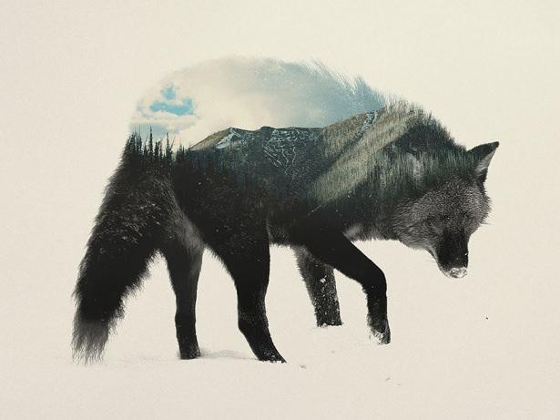 <p>Çift pozlama tekniği tarzında çizim yapan Norveçli sanatçı Andreas Lie'dan birbirinden harika hayvan çizimleri.</p>
