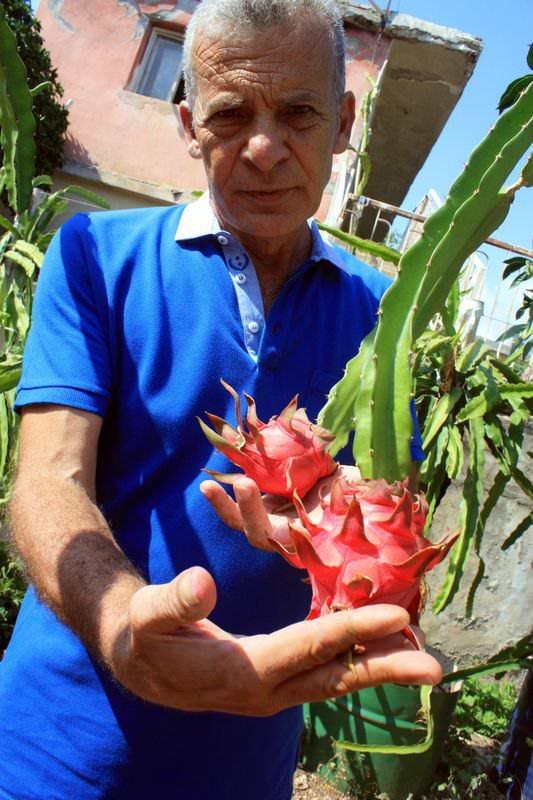<p>Mersin’de 26 yıldır tropikal meyve yetiştiren Mehmet Tanrıverdi, anavatanı Vietnam olan ve ’Ejder Meyvesi’ olarak da bilinen, ’Pitaya’ üretimini gerçekleştirdi.</p>
