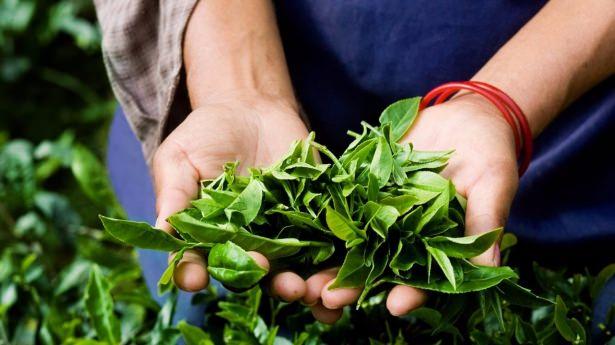 <p>Avustralya'da uzun süre kesik ve yara tedavileri için kullanılan çay ağacı yağı şimdilerde de bir güzellik kurtarıcısı görevi üstleniyor.</p>
