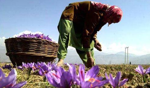  D&uuml;nyanın en pahalı baharatı olan ve 12 k&ouml;yde toplam 38 dekarlık alanda &uuml;retilen safranın kilosu yaklaşık 18 bin liradan alıcı buluyor.
