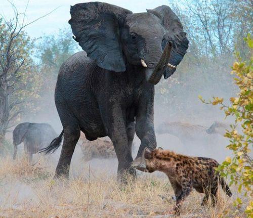 Botswana'da çekilen bu fotoğraflar, tam 18 sırtlanın saldırısına uğrayan yavrusunu kurtarmaya çalışan anne filin dramatik mücadelesini yansıtıyor.