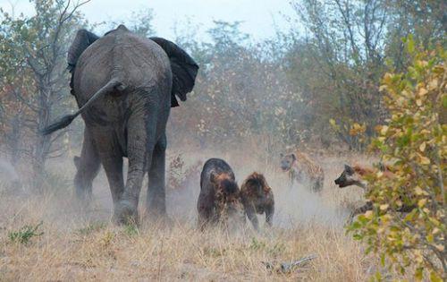 Botswana'da çekilen bu fotoğraflar, tam 18 sırtlanın saldırısına uğrayan yavrusunu kurtarmaya çalışan anne filin dramatik mücadelesini yansıtıyor.