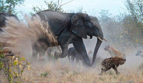 Botswana'da çekilen bu fotoğraflar, tam 18 sırtlanın saldırısına uğrayan yavrusunu kurtarmaya çalışan anne filin dramatik mücadelesini yansıtıyor.