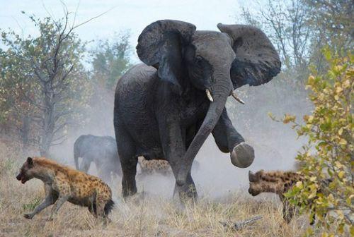 Botswana'da çekilen bu fotoğraflar, tam 18 sırtlanın saldırısına uğrayan yavrusunu kurtarmaya çalışan anne filin dramatik mücadelesini yansıtıyor.