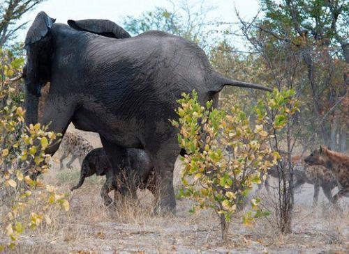 Botswana'da çekilen bu fotoğraflar, tam 18 sırtlanın saldırısına uğrayan yavrusunu kurtarmaya çalışan anne filin dramatik mücadelesini yansıtıyor.