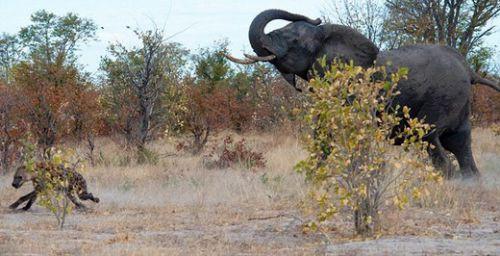 Botswana'da çekilen bu fotoğraflar, tam 18 sırtlanın saldırısına uğrayan yavrusunu kurtarmaya çalışan anne filin dramatik mücadelesini yansıtıyor.