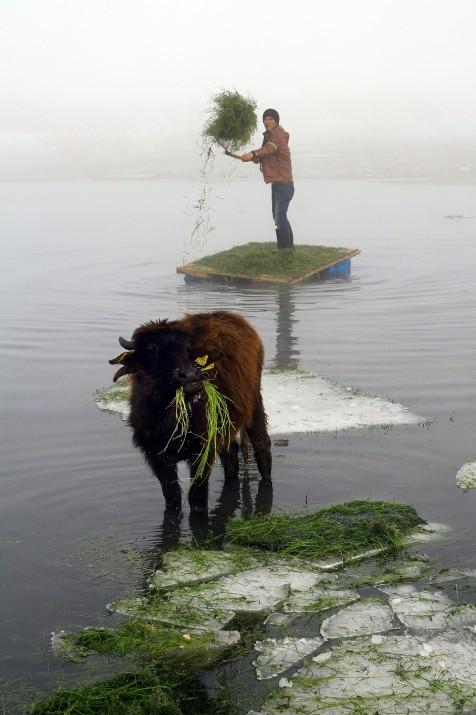 Van'ın &Ccedil;aldıran il&ccedil;esi k&ouml;ylerinde yaşayan &ccedil;ift&ccedil;iler, kış aylarında hayvanlarının karınlarını doyurmakta zorlanınca g&ouml;lden &ccedil;ıkan otları değerlendiriyorlar